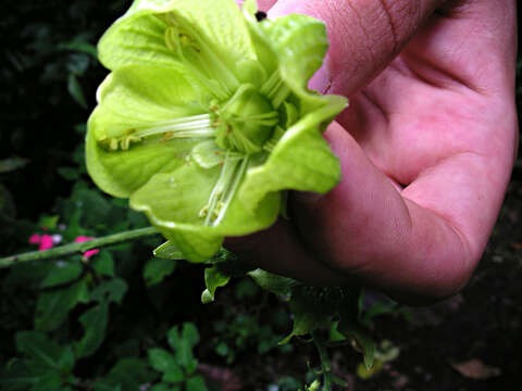 Image of Aosa grandis (Standl.) R. H. Acuña & Weigend