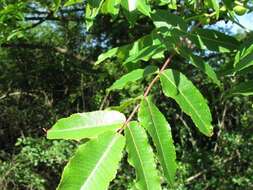 Imagem de Commiphora woodii Engl.