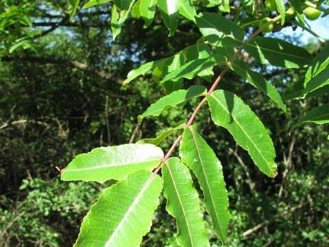 Plancia ëd Commiphora woodii Engl.