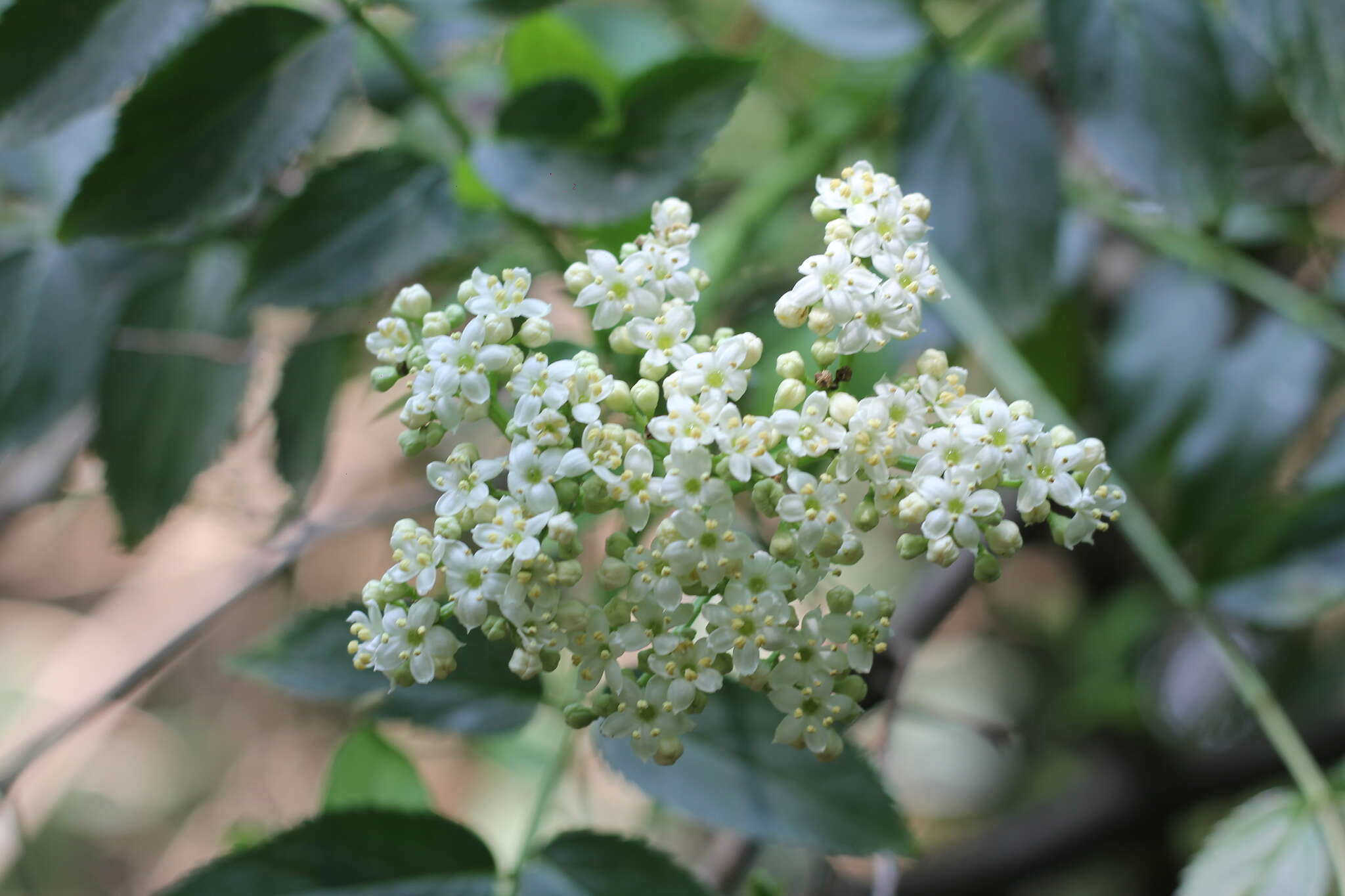 Image of Sambucus australis Cham. & Schltdl.