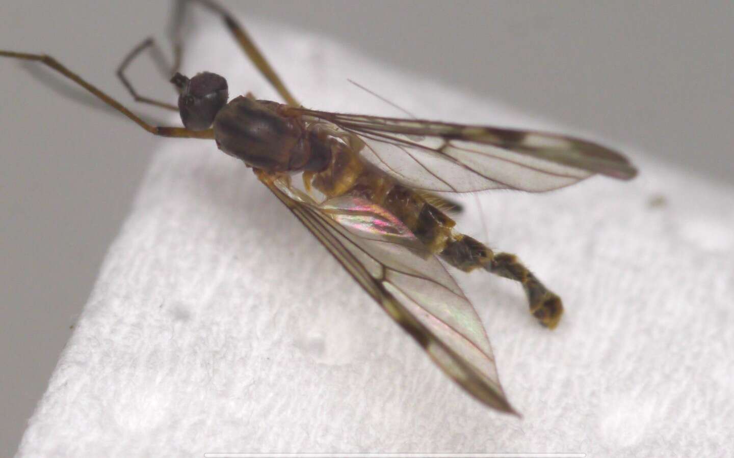 Image of Wood gnat