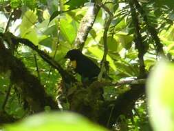 Image of Golden-chested Tanager