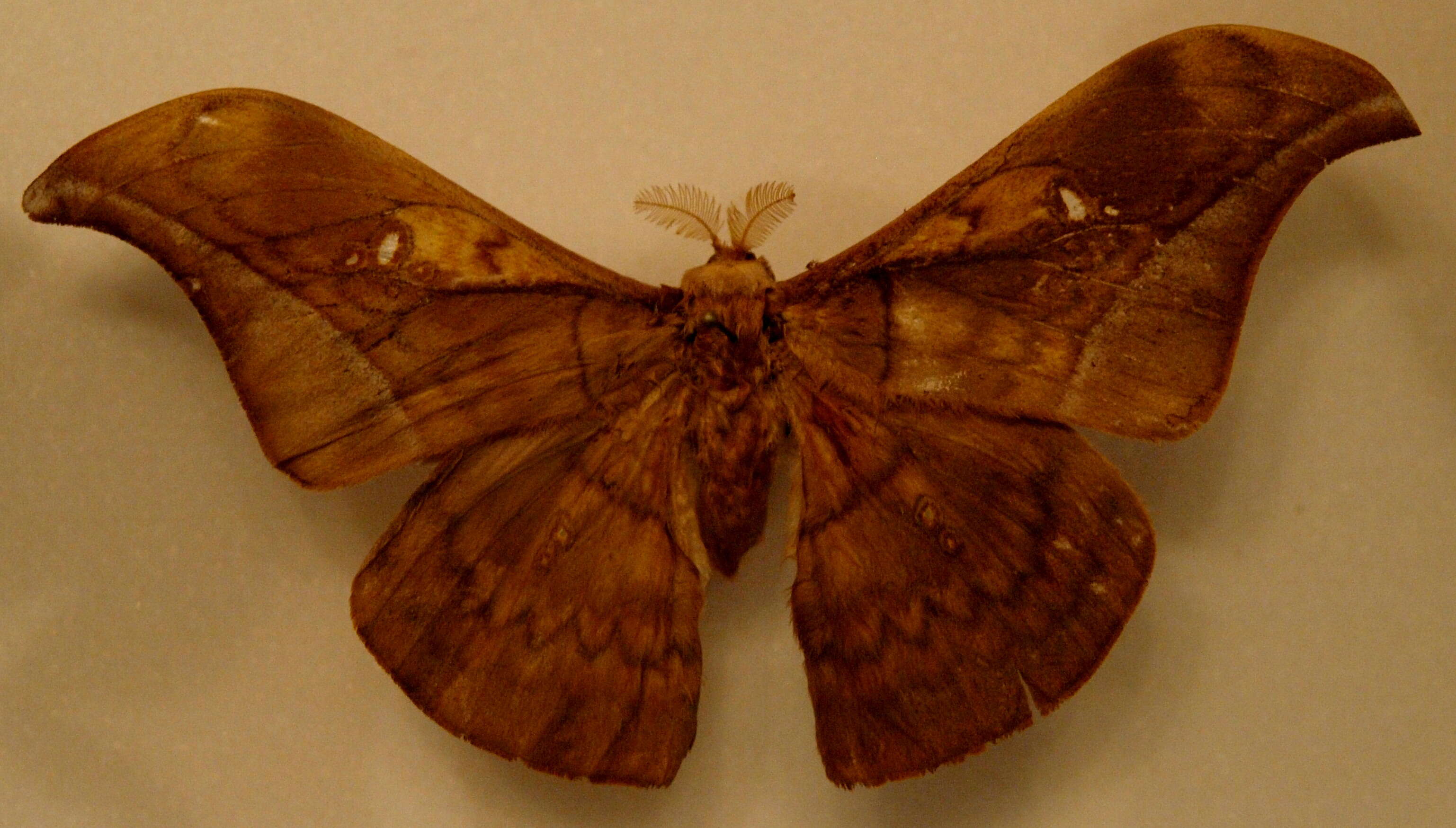 Antheraea rosieri (Toxopeus 1940) resmi