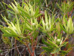 Image of Leucadendron spissifolium subsp. phillipsii (Hutch.) I. Williams