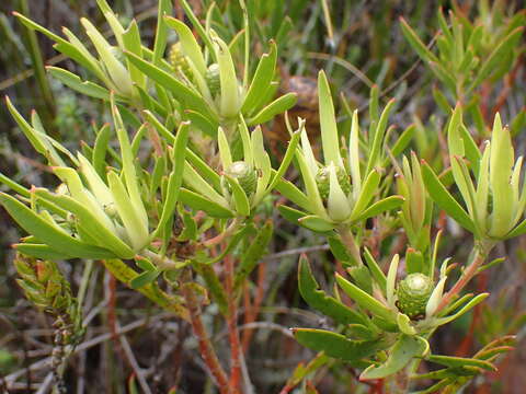 Image of Leucadendron spissifolium subsp. phillipsii (Hutch.) I. Williams