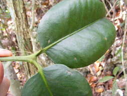 Image of Garcinia humilis (Vahl) C. D. Adams