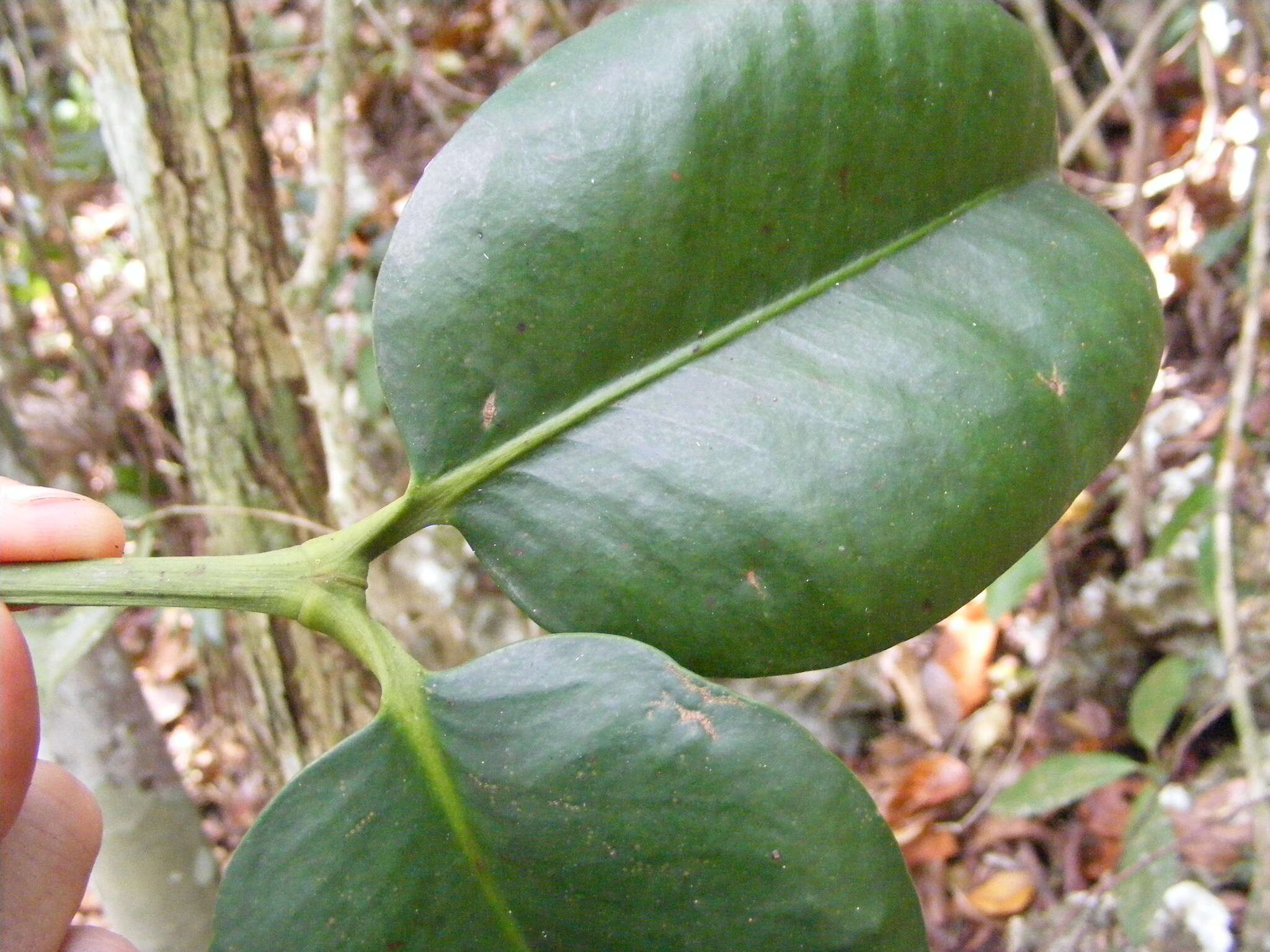 Image of Garcinia humilis (Vahl) C. D. Adams