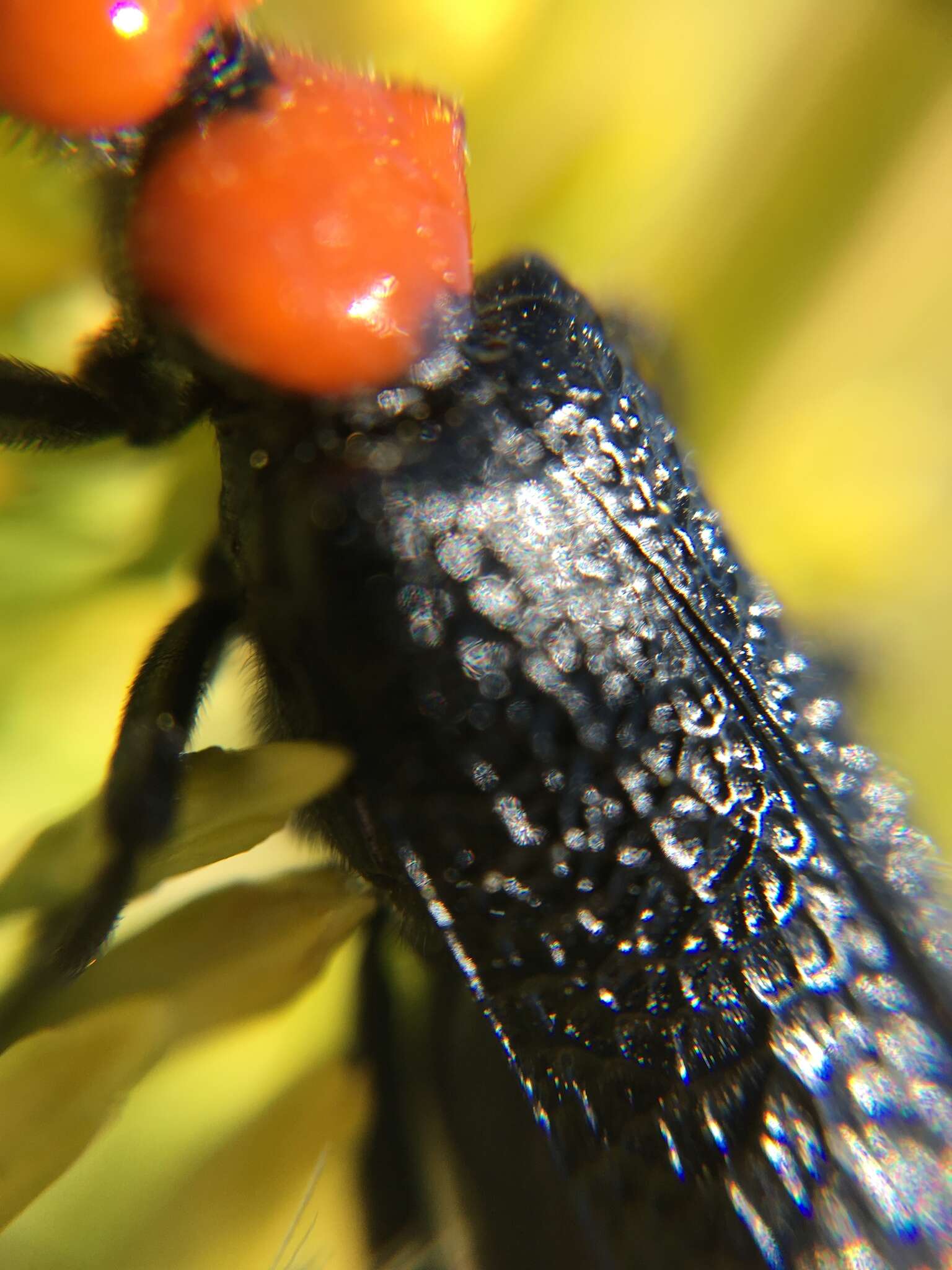 Image of Lytta (Paralytta) vulnerata (Le Conte 1851)