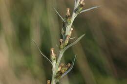 Image of heath cudweed