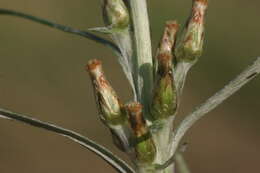 Image of heath cudweed