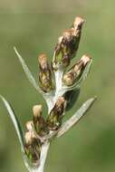 Image of heath cudweed