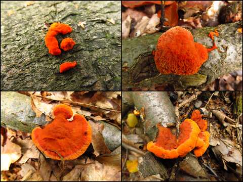 Image of Northern Cinnabar Polypore