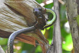 Plancia ëd Dendrelaphis bifrenalis (Boulenger 1890)