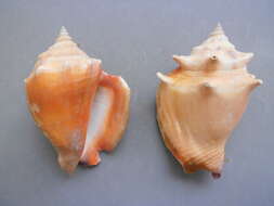 Image of West Indian fighting conch