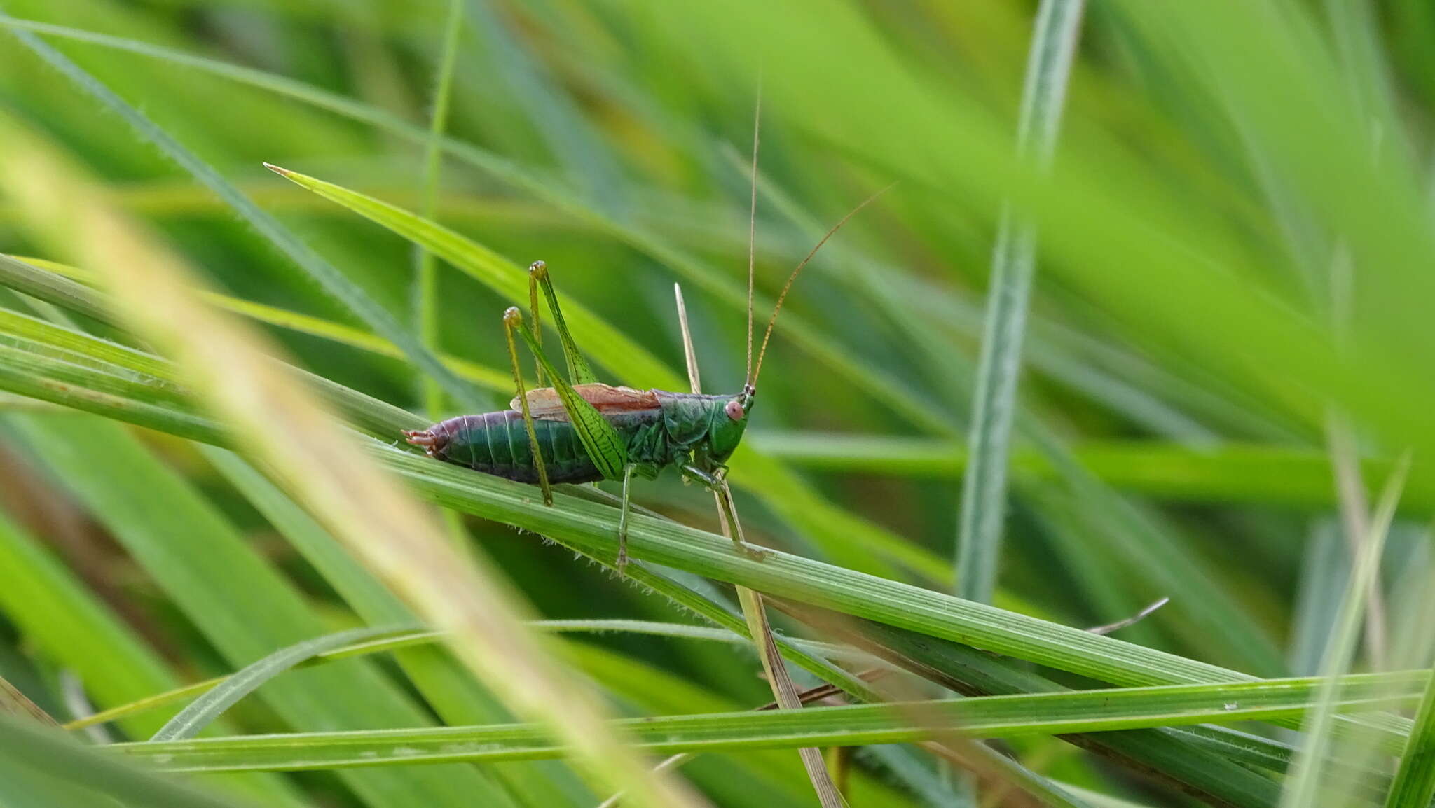 Conocephalus (Anisoptera) dorsalis (Latreille 1804) resmi