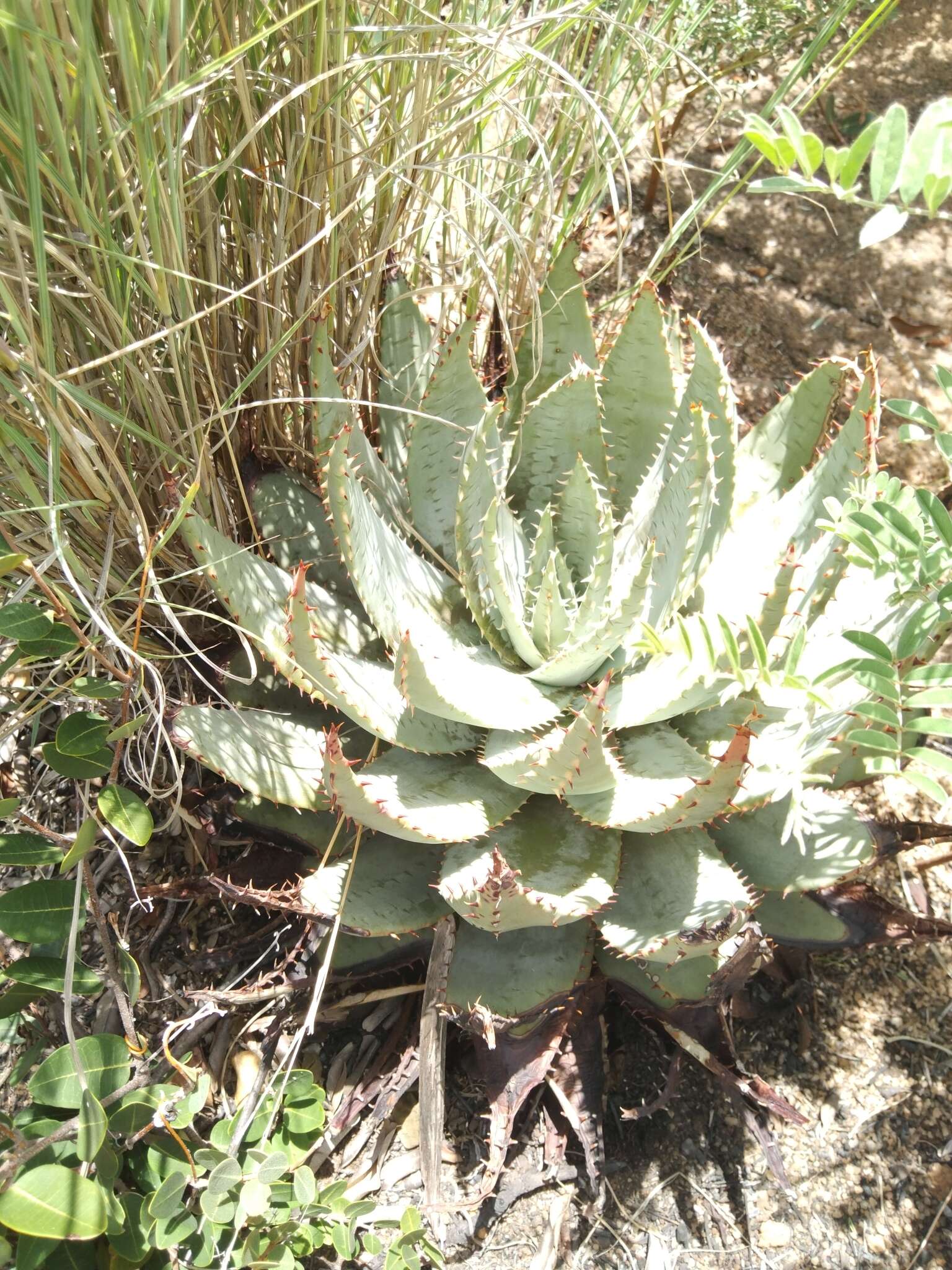 Image of Magalies aloe