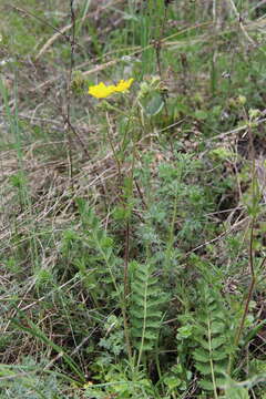 Image de Potentilla pimpinelloides L.