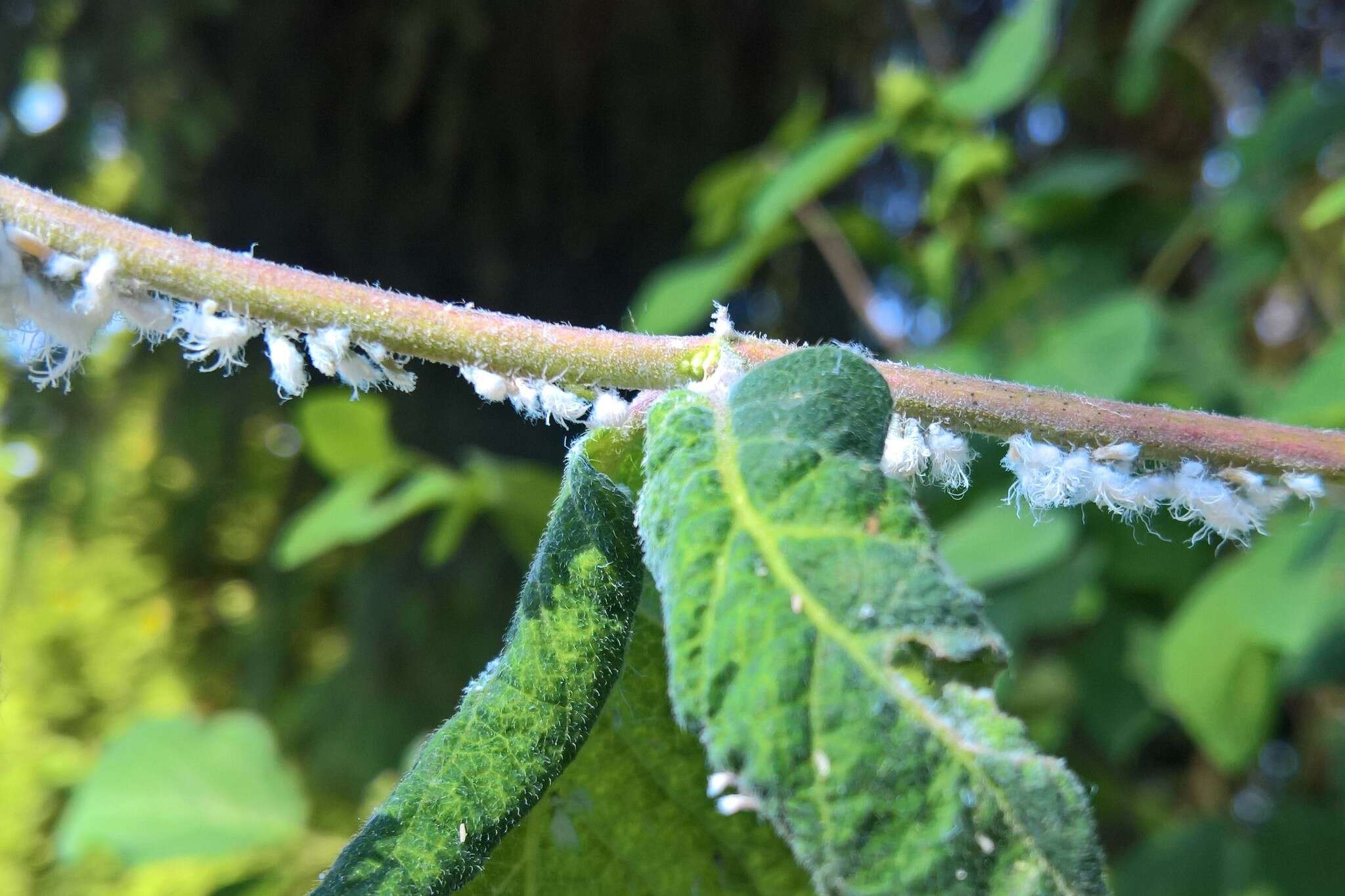 Image of Aphid