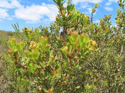 Imagem de Leucadendron muirii Phillips