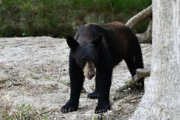 Image of Mexican Black Bear