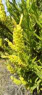 Image of Lavandula viridis L'Hér.