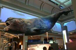 Image of Black Right Whale