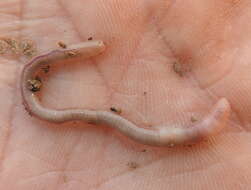 Image of Earthworm