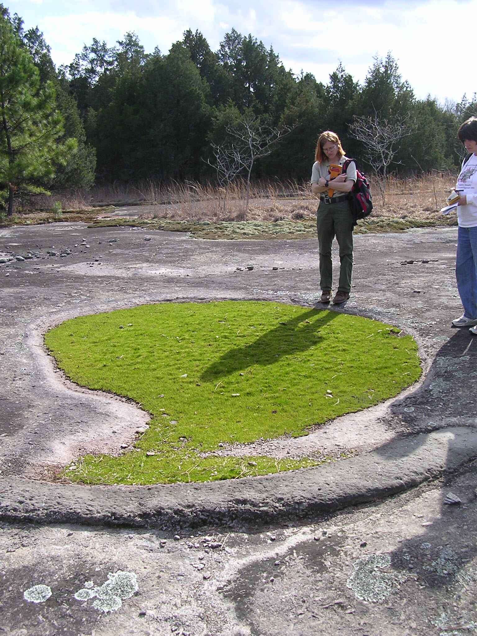 Image of Merlin's grass