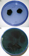 Image of Chlorociboria aeruginascens (Nyl.) Kanouse ex C. S. Ramamurthi, Korf & L. R. Batra 1958