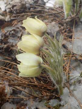 Image of eastern pasqueflower