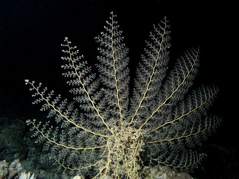 Image of Naked Basket Star