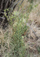 Image of mountain pepperweed