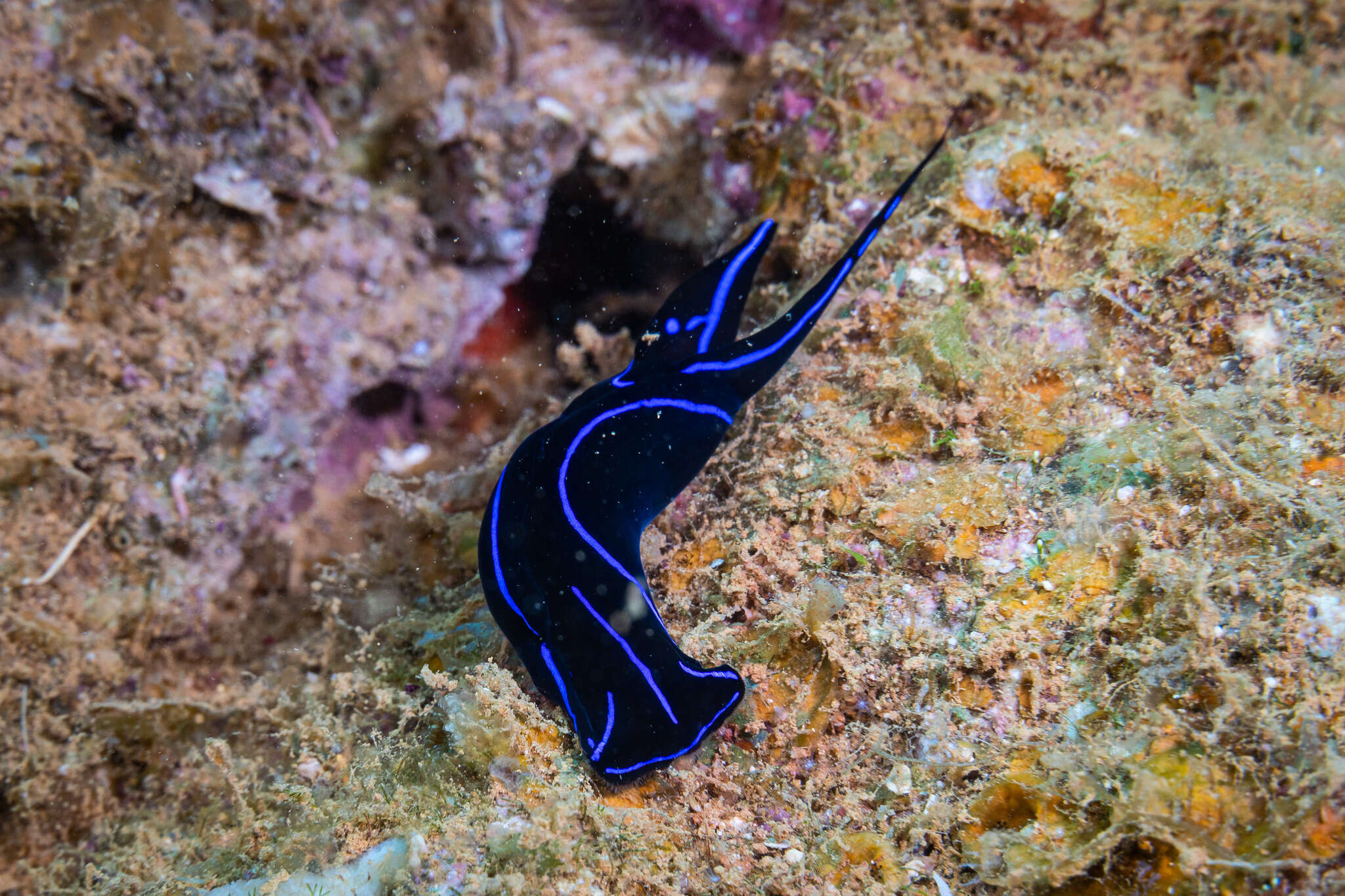 Image of Black and blue swallowtail slug