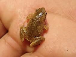 Image of Bleating Frogs