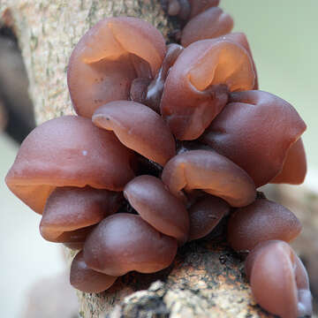 Image of ear fungus