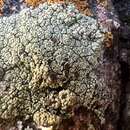 Imagem de Lecanora argopholis (Ach.) Ach.