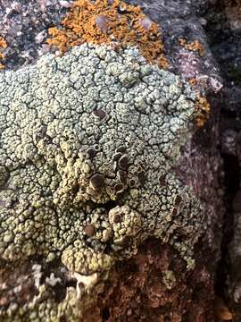 Image de Lecanora argopholis (Ach.) Ach.