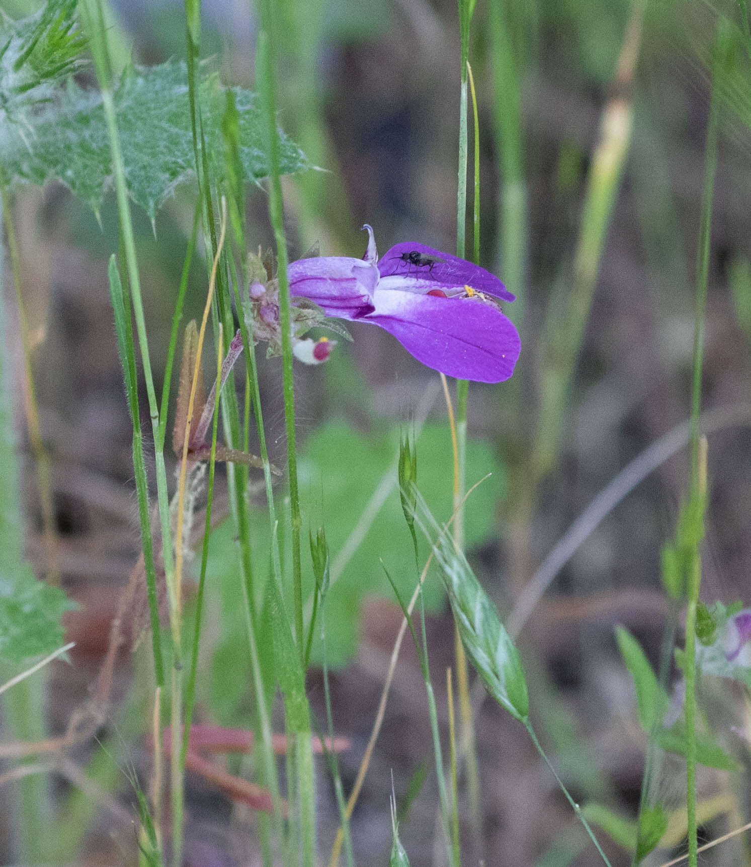 Image de Collinsia sparsiflora var. collina (Jepson) Newsom