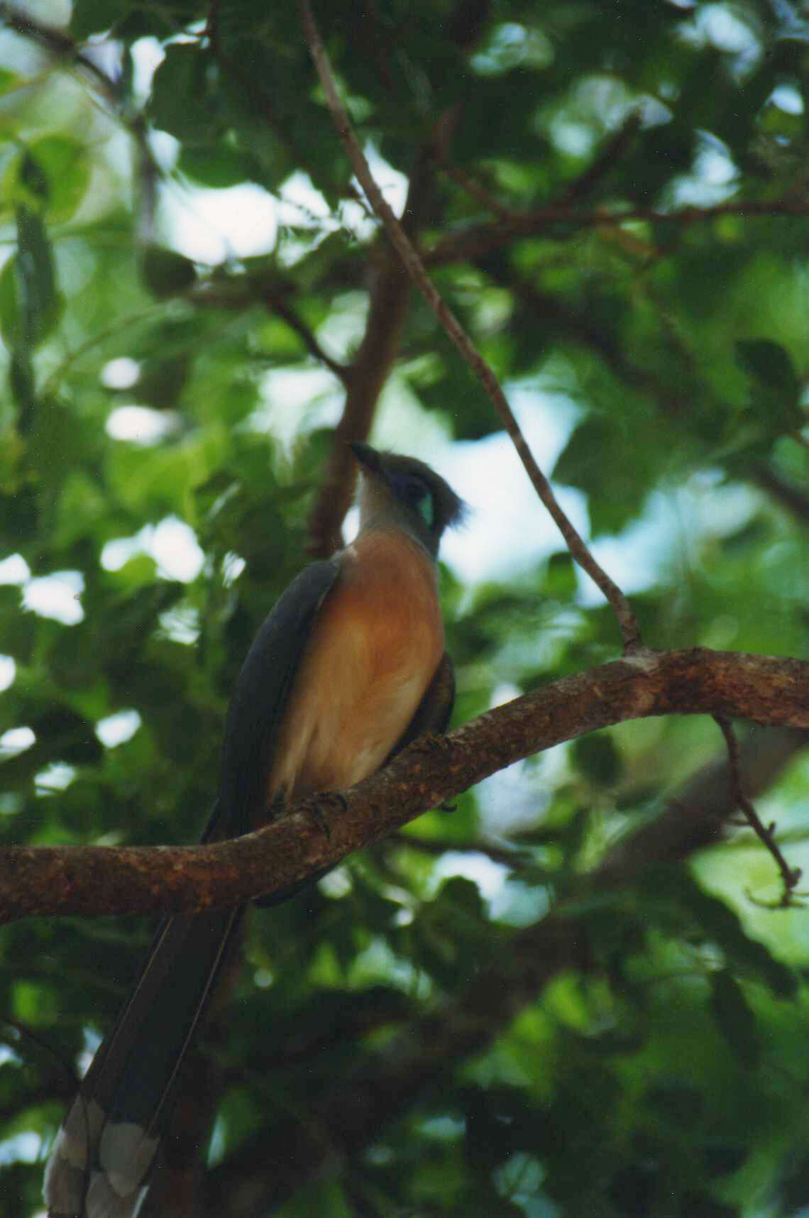 Image of Crested Coua