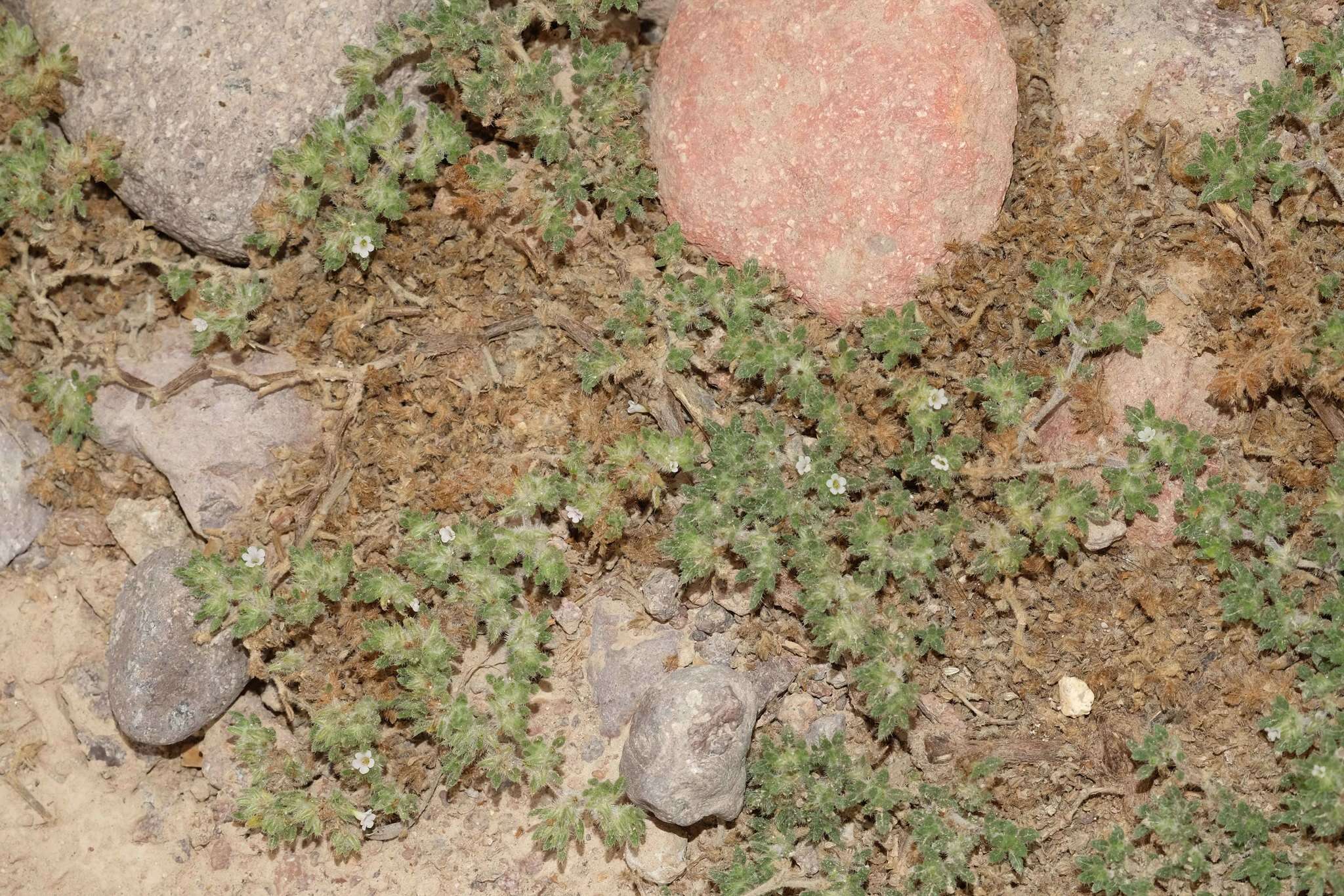 Image of Tiquilia paronychioides (Phil.) A. Richardson