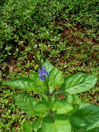 Image of light-blue snakeweed