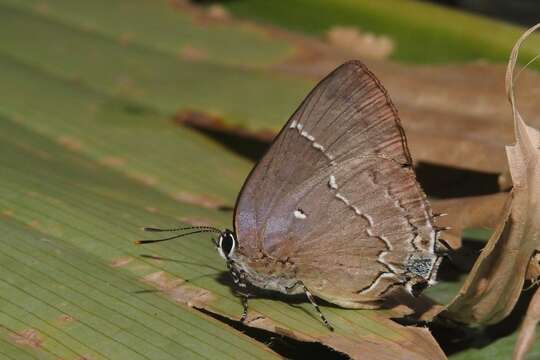 Image of Tmolus mutina