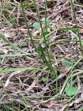 Image of Allium ericetorum Thore