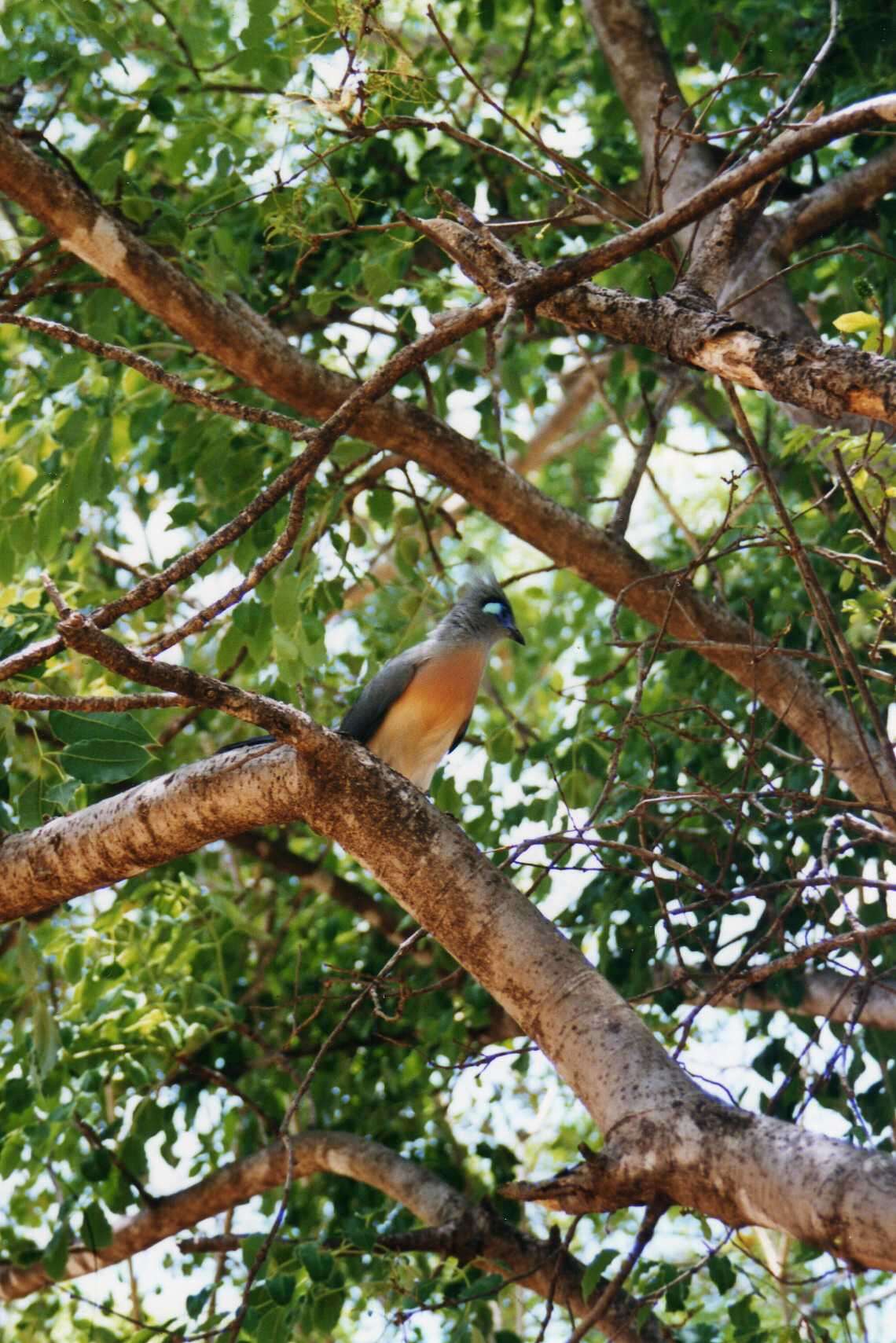 Image of Crested Coua