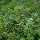 Image of mapleleaf currant