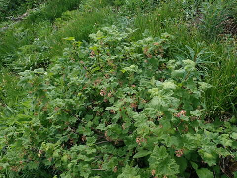 Image of mapleleaf currant