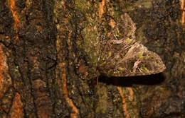 Image of orache moth