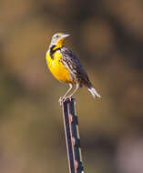 Image of Western Meadowlark