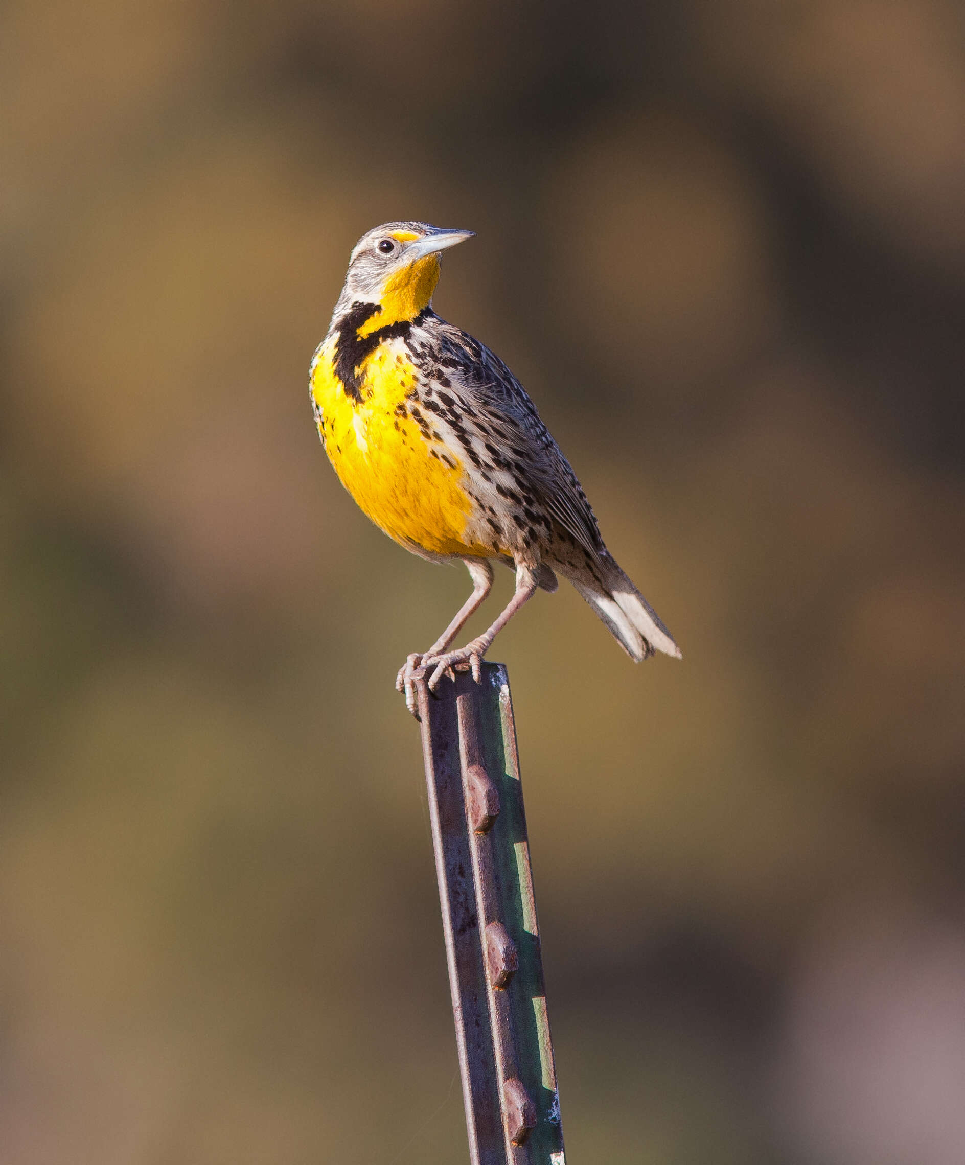 Image of Western Meadowlark