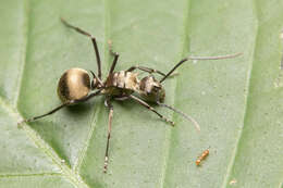 Image of Ant